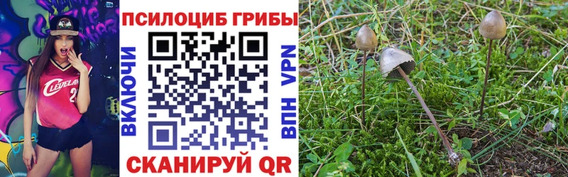 купить наркоту Терек mega tor сайты даркнета как зайти Галлюциногенные грибы прущие грибы